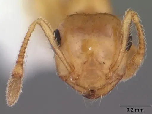 Crematogaster missouriensis specimen CASENT0103794 image casent0103794_2