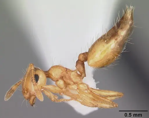 Crematogaster missouriensis specimen CASENT0103794 image casent0103794_3