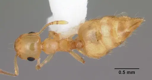 Crematogaster missouriensis specimen CASENT0103795 image casent0103795_1