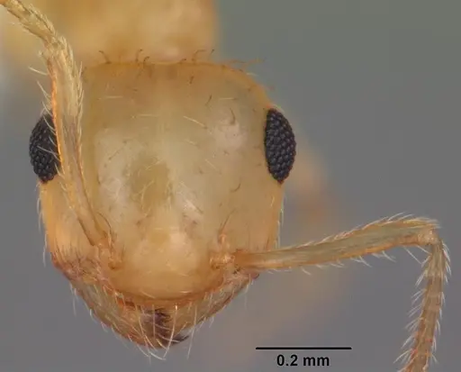 Crematogaster missouriensis specimen CASENT0103795 image casent0103795_2