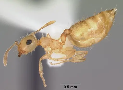 Crematogaster missouriensis specimen CASENT0103795 image casent0103795_3