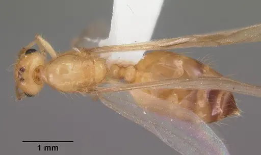 Crematogaster missouriensis specimen CASENT0103796 image casent0103796_1