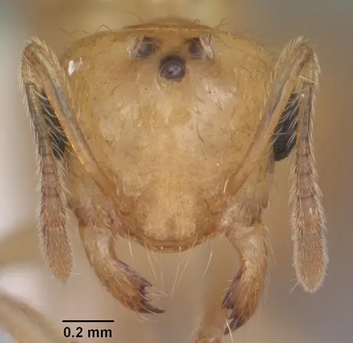 Crematogaster missouriensis specimen CASENT0103796 image casent0103796_2