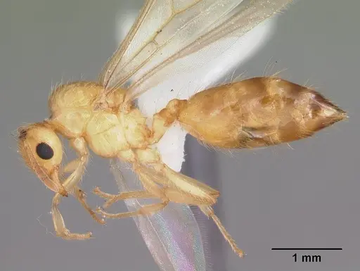 Crematogaster missouriensis specimen CASENT0103796 image casent0103796_3