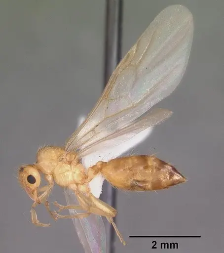 Crematogaster missouriensis specimen CASENT0103796 image casent0103796_4