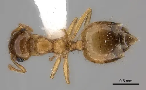 Crematogaster missouriensis specimen CASENT0170171 image casent0170171_1