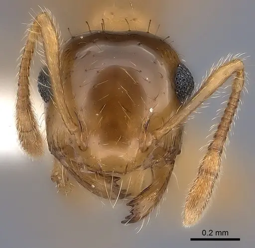 Crematogaster missouriensis specimen CASENT0170171 image casent0170171_2