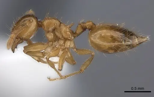 Crematogaster missouriensis specimen CASENT0170171 image casent0170171_3