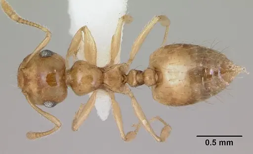 Crematogaster missouriensis specimen CASENT0172944 image casent0172944_1