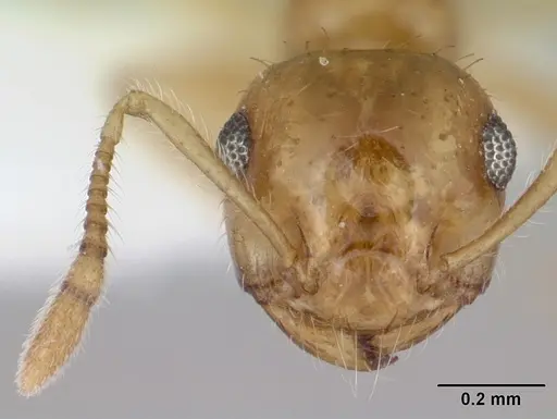 Crematogaster missouriensis specimen CASENT0172944 image casent0172944_2