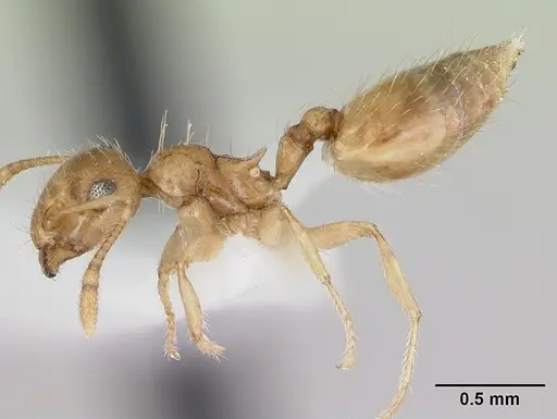 Crematogaster missouriensis specimen CASENT0172944 image casent0172944_3