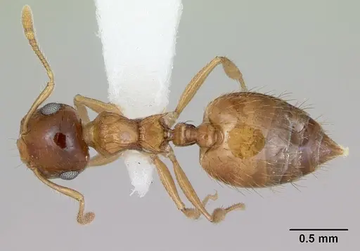 Crematogaster missouriensis specimen CASENT0172945 image casent0172945_1