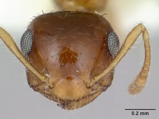 Crematogaster missouriensis specimen CASENT0172945 image casent0172945_2