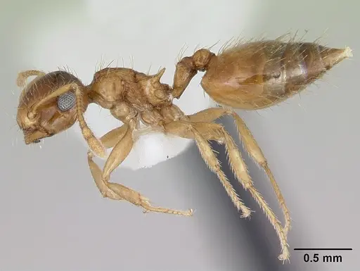 Crematogaster missouriensis specimen CASENT0172945 image casent0172945_3