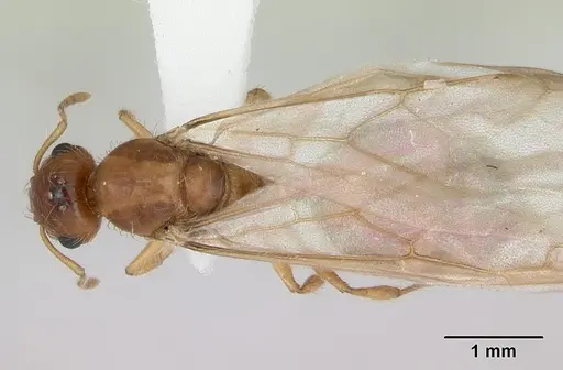 Crematogaster missouriensis specimen CASENT0172946 image casent0172946_1