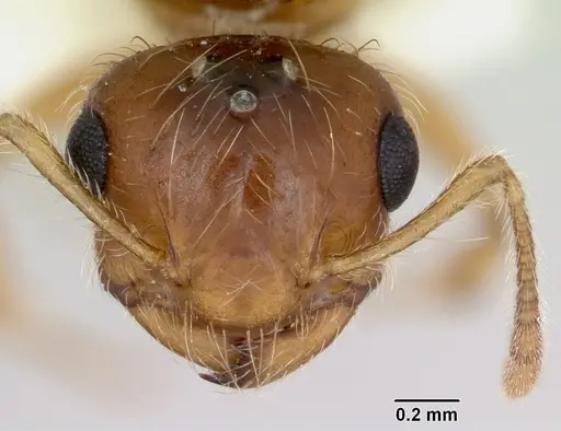 Crematogaster missouriensis specimen CASENT0172946 image casent0172946_3