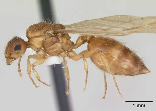 Crematogaster missouriensis specimen CASENT0172946 image casent0172946_4