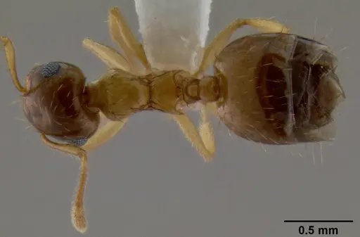 Crematogaster missouriensis specimen CASENT0193697 image casent0193697_1