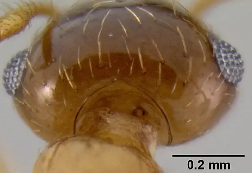 Crematogaster missouriensis specimen CASENT0193697 image casent0193697_2