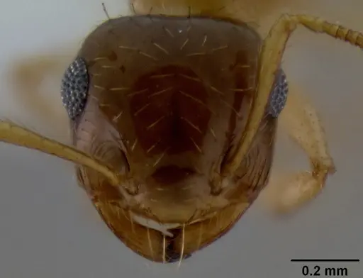 Crematogaster missouriensis specimen CASENT0193697 image casent0193697_3