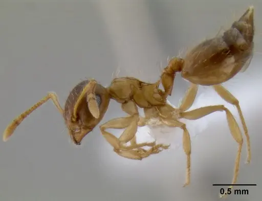 Crematogaster missouriensis specimen CASENT0193697 image casent0193697_4