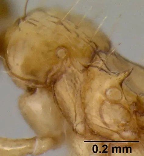 Crematogaster missouriensis specimen CASENT0193697 image casent0193697_5