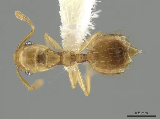Crematogaster missouriensis specimen CASENT0648379 image casent0648379_1