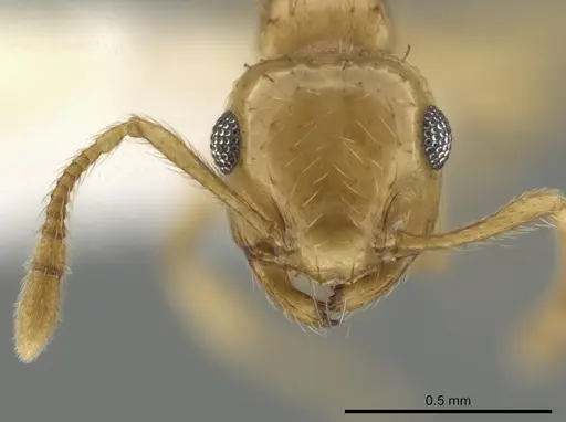 Crematogaster missouriensis specimen CASENT0648379 image casent0648379_2