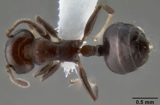 Crematogaster mjobergi specimen CASENT0193799 image casent0193799_1