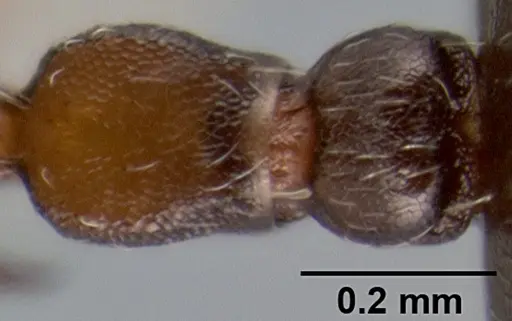 Crematogaster mjobergi specimen CASENT0193799 image casent0193799_2