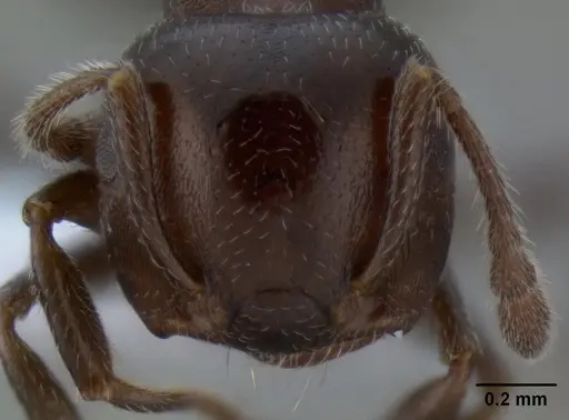 Crematogaster mjobergi specimen CASENT0193799 image casent0193799_3