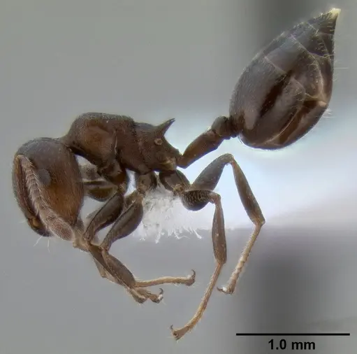 Crematogaster mjobergi specimen CASENT0193799 image casent0193799_4