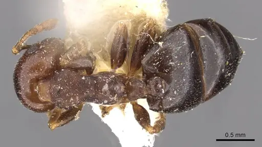 Crematogaster mjobergi specimen CASENT0908602 image casent0908602_1