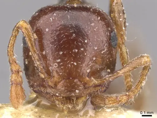 Crematogaster mjobergi specimen CASENT0908602 image casent0908602_2