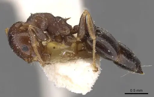 Crematogaster mjobergi specimen CASENT0908602 image casent0908602_3