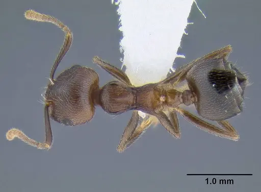 Crematogaster modiglianii specimen CASENT0106281 image casent0106281_1