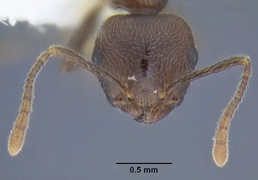 Crematogaster modiglianii specimen CASENT0106281 image casent0106281_2