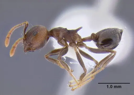 Crematogaster modiglianii specimen CASENT0106281 image casent0106281_3
