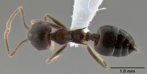 Crematogaster modiglianii specimen CASENT0193575 image casent0193575_1