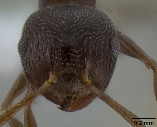 Crematogaster modiglianii specimen CASENT0193575 image casent0193575_2