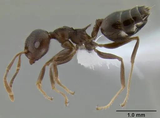Crematogaster modiglianii specimen CASENT0193575 image casent0193575_3
