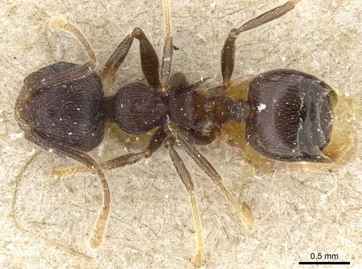 Crematogaster modiglianii specimen CASENT0904531 image casent0904531_1