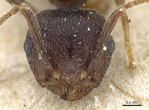 Crematogaster modiglianii specimen CASENT0904531 image casent0904531_2