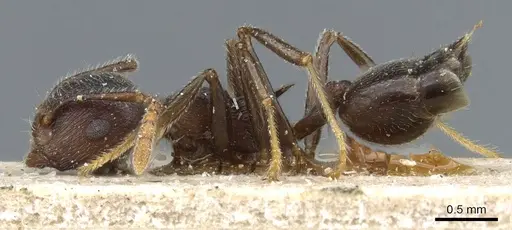 Crematogaster modiglianii specimen CASENT0904531 image casent0904531_3