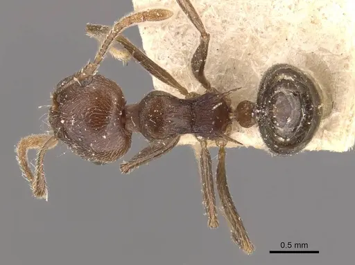 Crematogaster modiglianii specimen CASENT0908635 image casent0908635_1