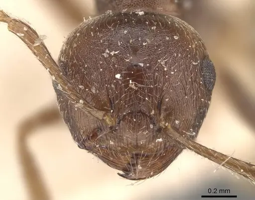 Crematogaster modiglianii specimen CASENT0908635 image casent0908635_2