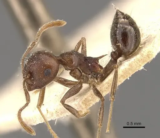 Crematogaster modiglianii specimen CASENT0908635 image casent0908635_3