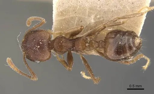 Crematogaster modiglianii specimen CASENT0908636 image casent0908636_1