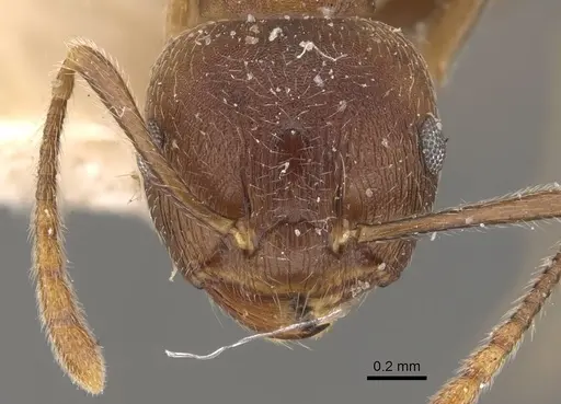 Crematogaster modiglianii specimen CASENT0908636 image casent0908636_2