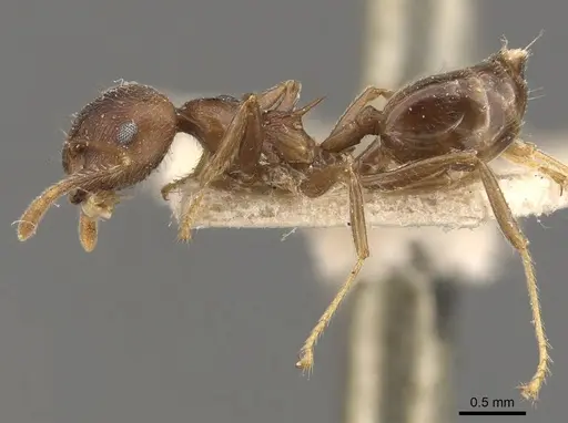 Crematogaster modiglianii specimen CASENT0908636 image casent0908636_3